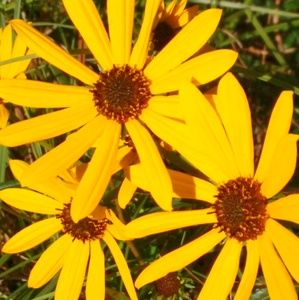 Meet your Posher, Diana